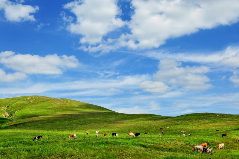 草原上只留下我的琴声是什么歌