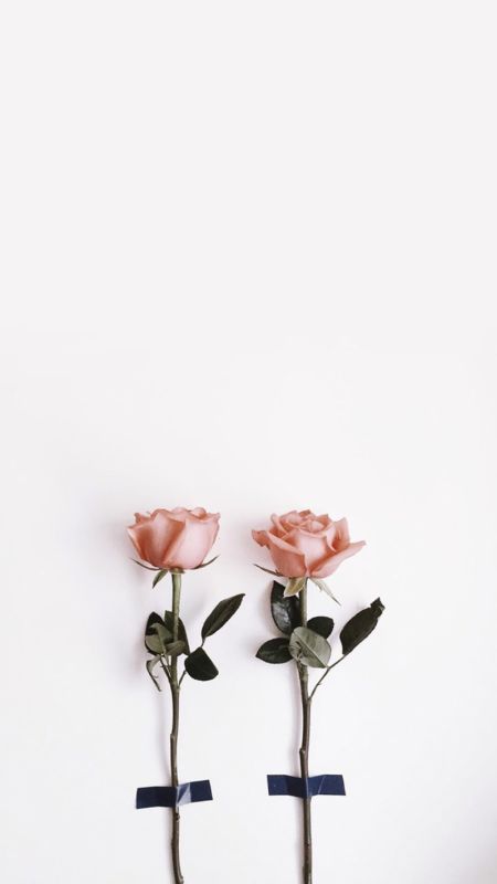 我用固执的枯藤做成行囊是什么歌