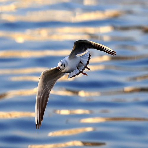 流浪的脚步远去的飞鸟是什么歌
