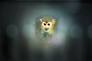 俺老孙来也是什么歌