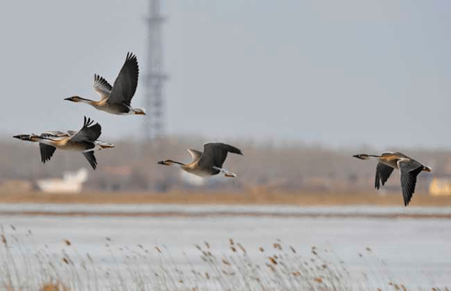 大雁往南飞是什么歌