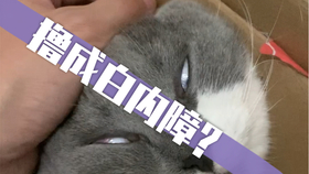 睡眼昏花 凌乱头发是什么歌