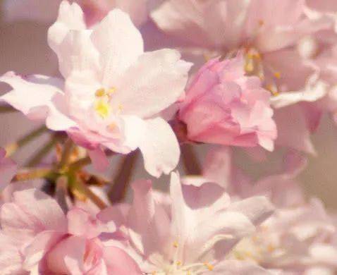 我不再是你生命的一束花是什么歌