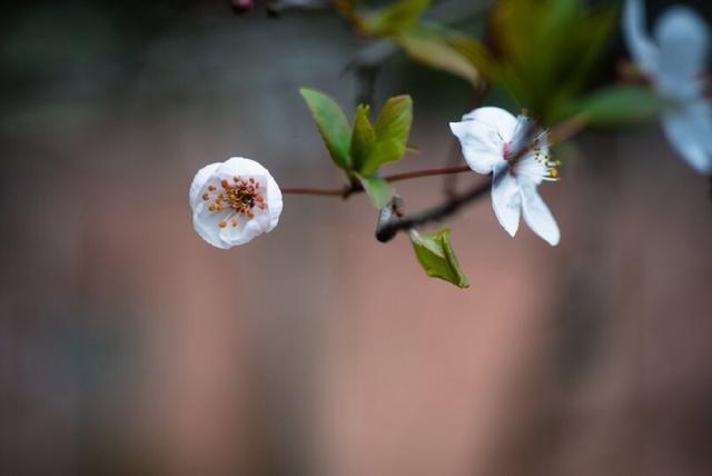 送你不败的花朵是什么歌