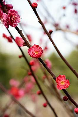 三千繁花只为你一人留恋是什么歌