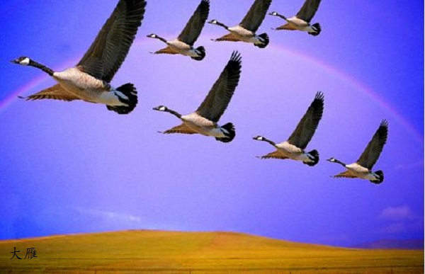 一只大雁飞呀飞什么歌