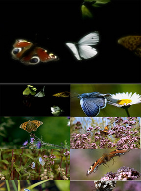 蝴蝶起舞翩翩飞是什么歌