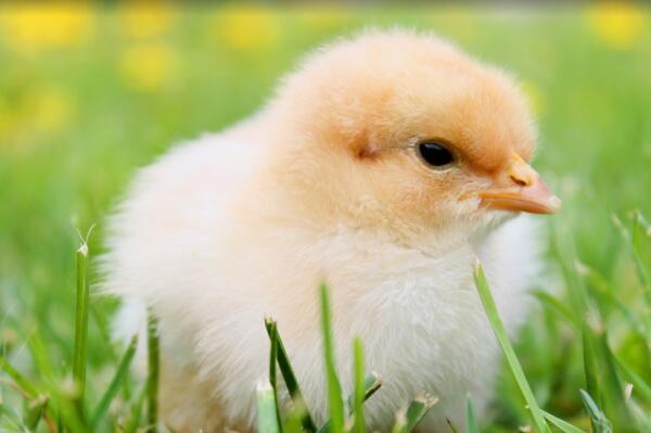 chicken chicken chicken什么歌