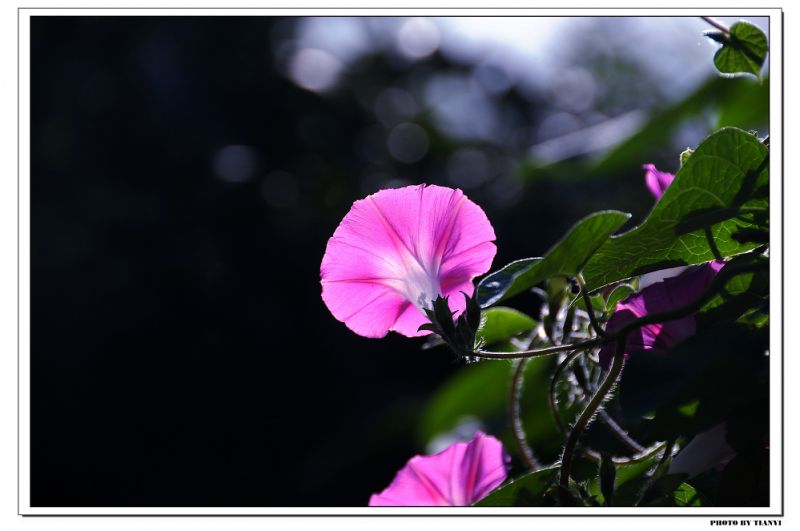 微笑的花看人世繁华是什么歌