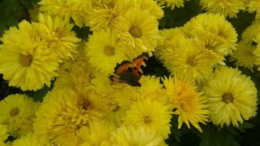 夏天到了菊花开了是什么歌