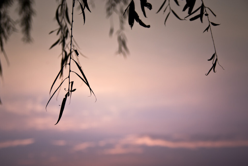 柳叶就遮满了天什么歌