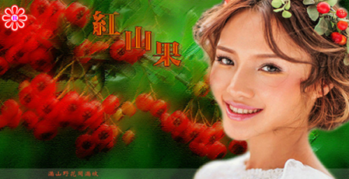 满山野花开满坡什么歌