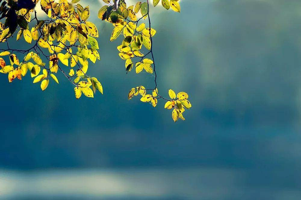 秋天的落叶是什么歌