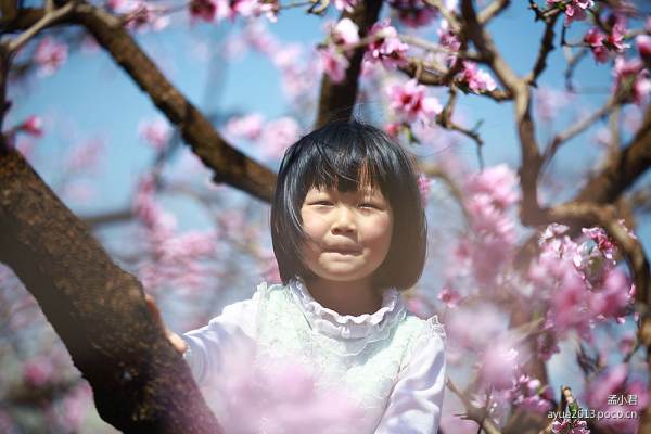 梨花香是什么歌