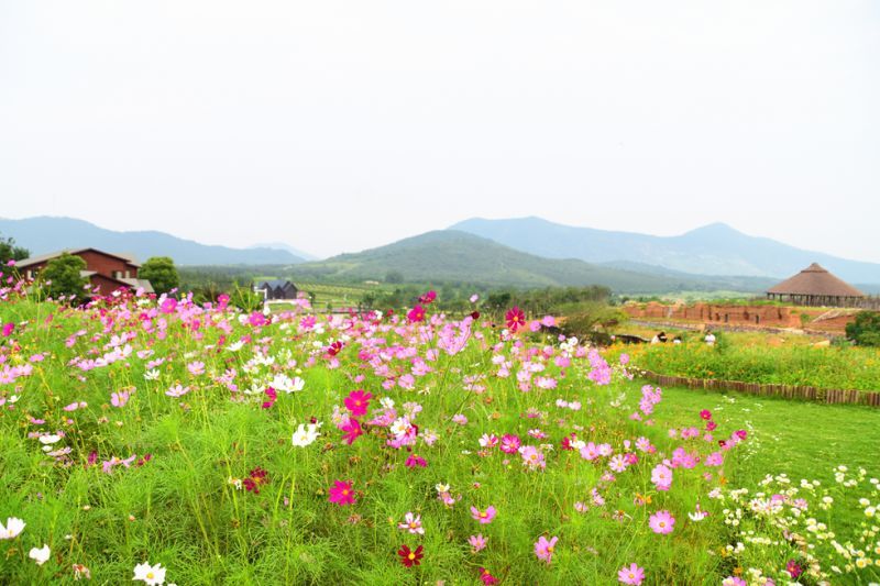 我要摘一朵亲手送给你是什么歌