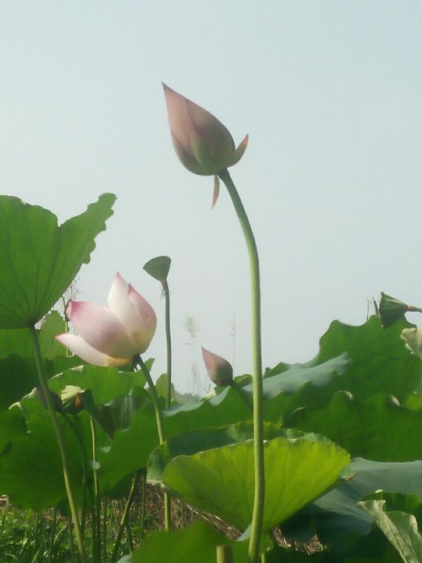 是你把当初的承诺都忘记是什么歌