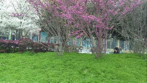 梨花树下卷丝轮随风纷纷是什么歌