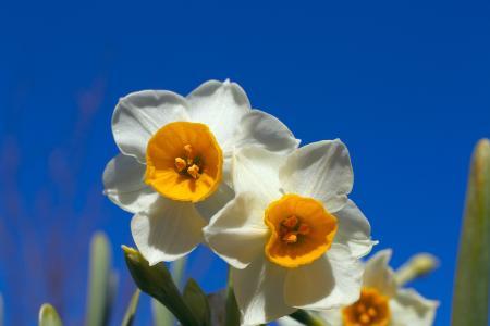 娇艳的水仙是什么歌