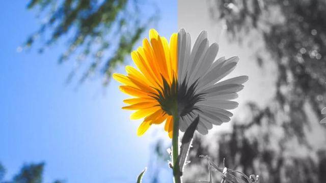 天空失去了颜色是什么歌