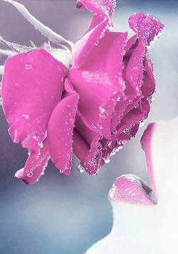 姑娘送你一朵玫瑰花是什么歌