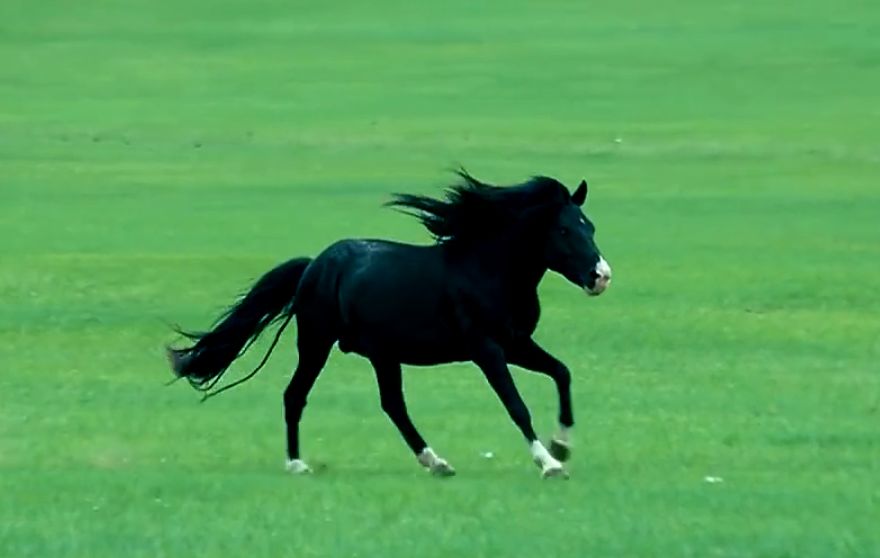 给我一匹骏马是什么歌