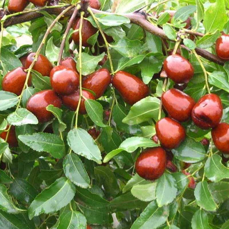 门前那棵红枣树是什么歌