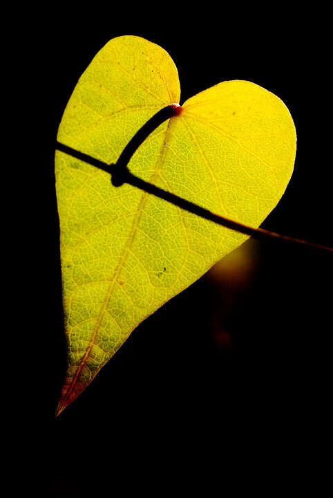 心却如刀割是什么歌