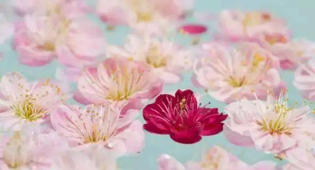 花开了是什么歌