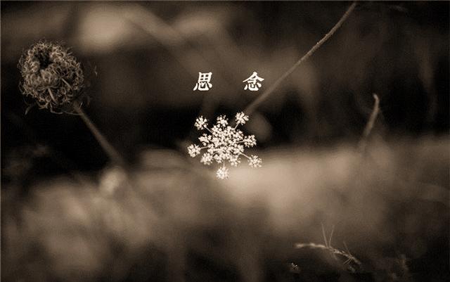 我最思念的亲人啊是什么歌曲