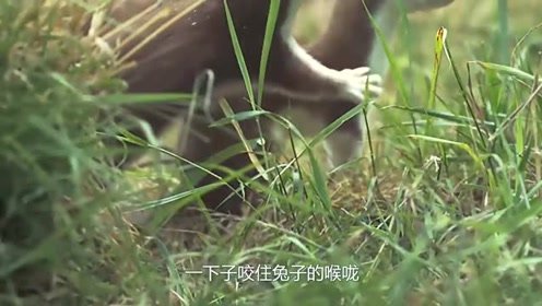 地上的玫瑰枯萎是什么歌