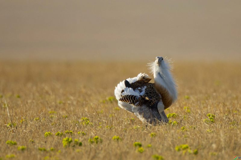 草原上盛开着美丽的花朵是什么歌
