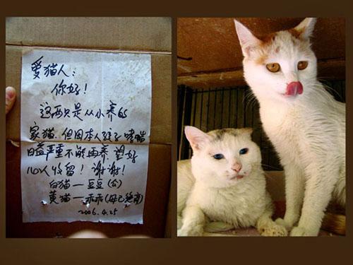 回忆照片已被猫叼走是什么歌