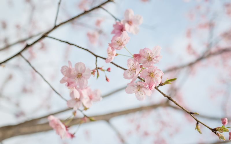 等到姑娘把心儿揉碎是什么歌