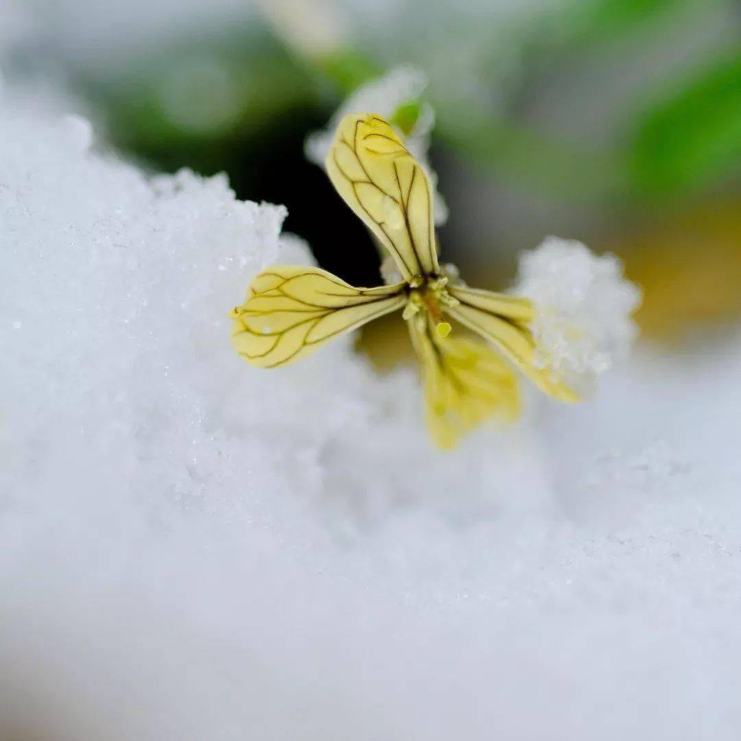 第一句风儿轻轻的吹是什么歌