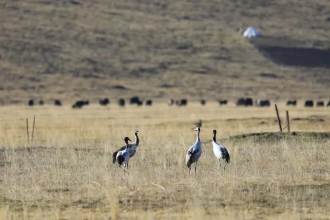 飞呀飞呀飞呀是什么歌