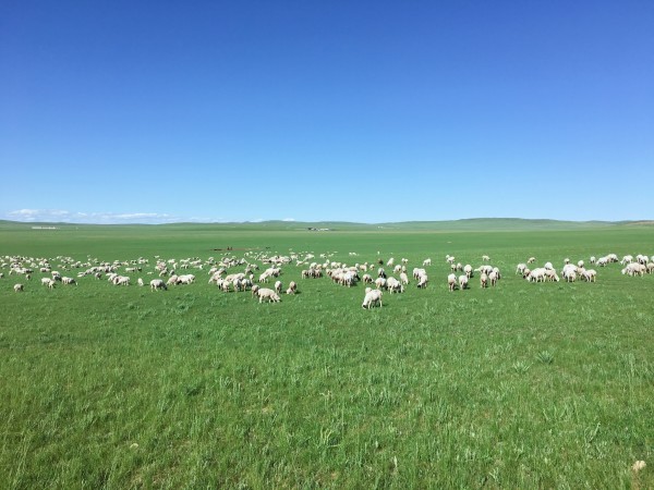 我们去大草原的湖边等候鸟飞回来是什么歌
