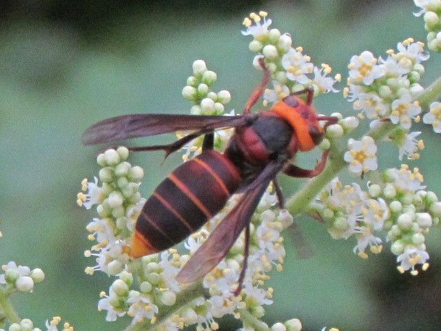 蜜蜂采蜜配什么歌曲