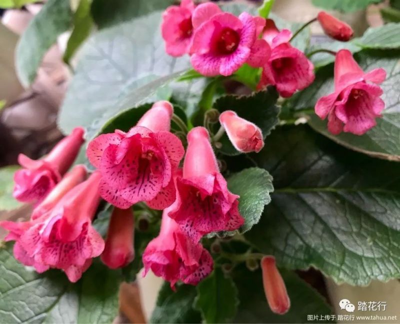 春去秋来花谢花开什么歌