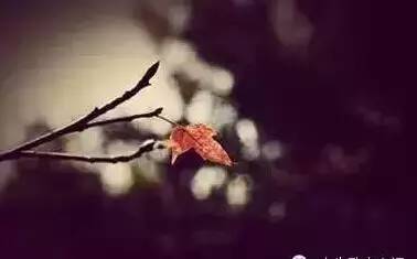 尽管受了伤也要坚强是什么歌