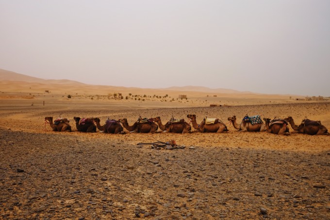 我听过沙漠下暴雨这是什么歌