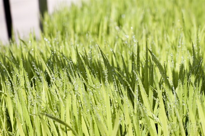 我爱你春天蓬勃的秧苗是什么歌