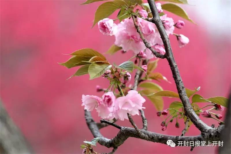 花开了你在哪快快来看花是什么歌