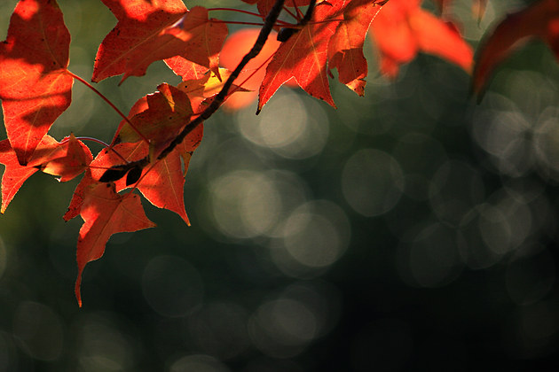 偏偏枫叶是你火热的吻是什么歌