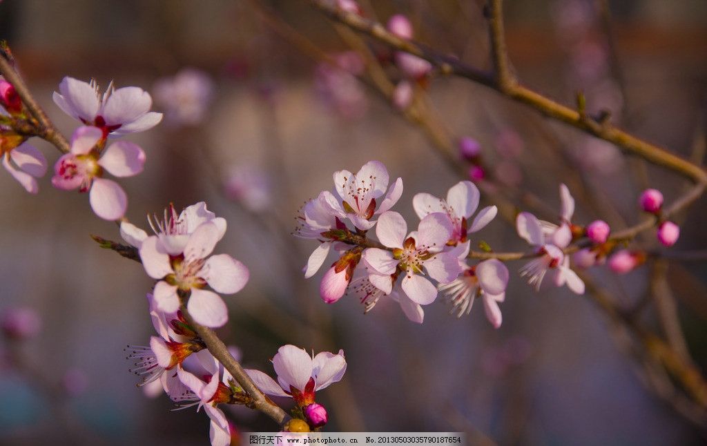 怎比我枝头春意闹是什么歌