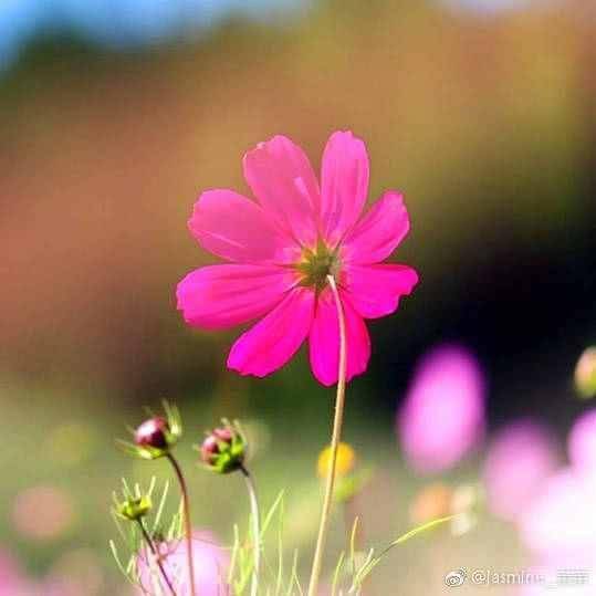 你说花儿艳他说花儿娇是什么歌