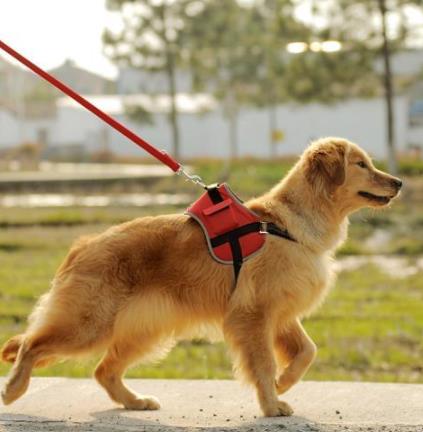 谁挽住我的狗是什么歌