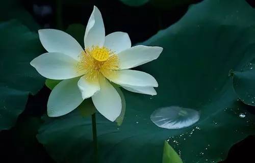 一草一木一叶一追寻是什么歌