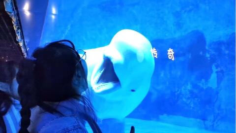 我想和你一起闯进森林潜入海底是什么歌