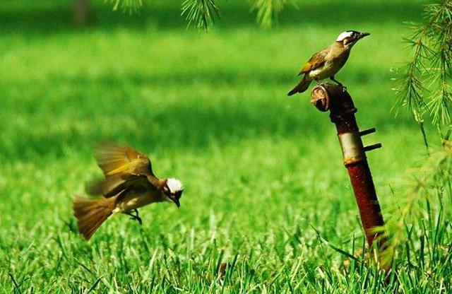 草长莺飞的歌词叫什么歌