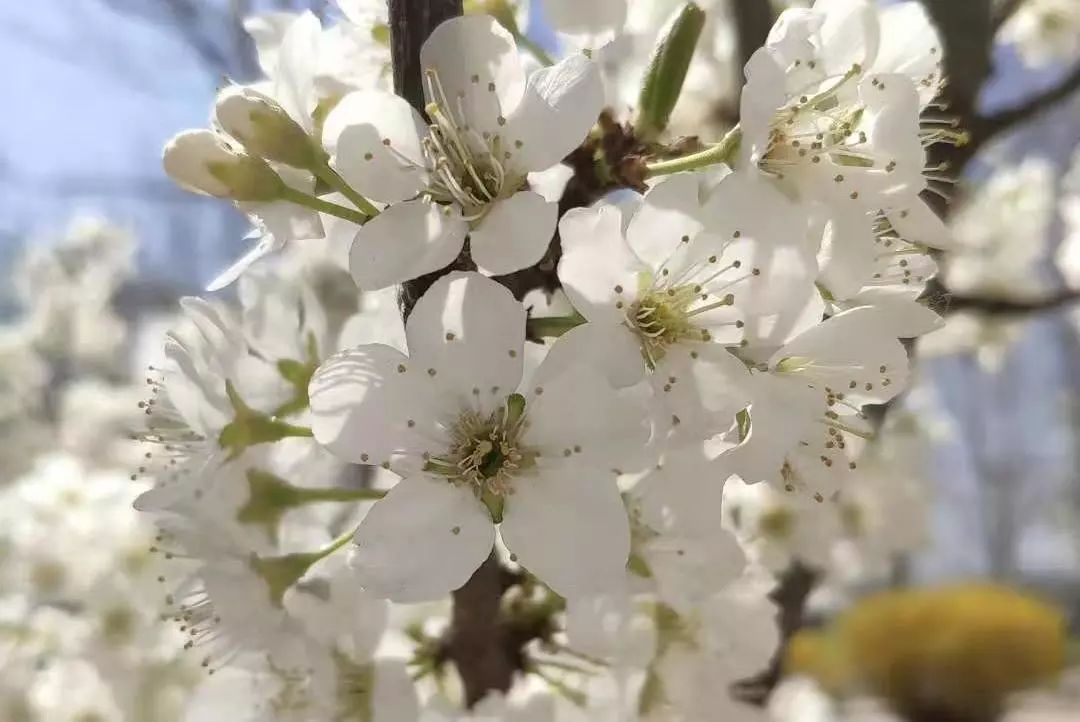 像夏花一样绚烂是什么歌